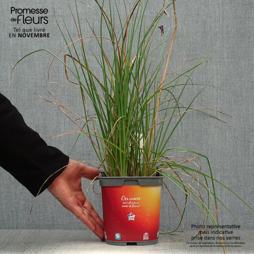 Exemplar von Fackellilie Papaya Popsicle - Kniphofia Topf mit 2L/3L wie im Herbst geliefert