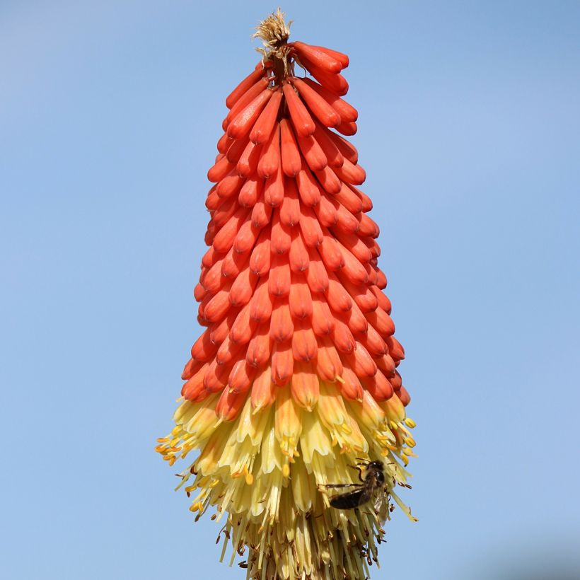 Fackellilie Traffic Lights - Kniphofia (Blüte)