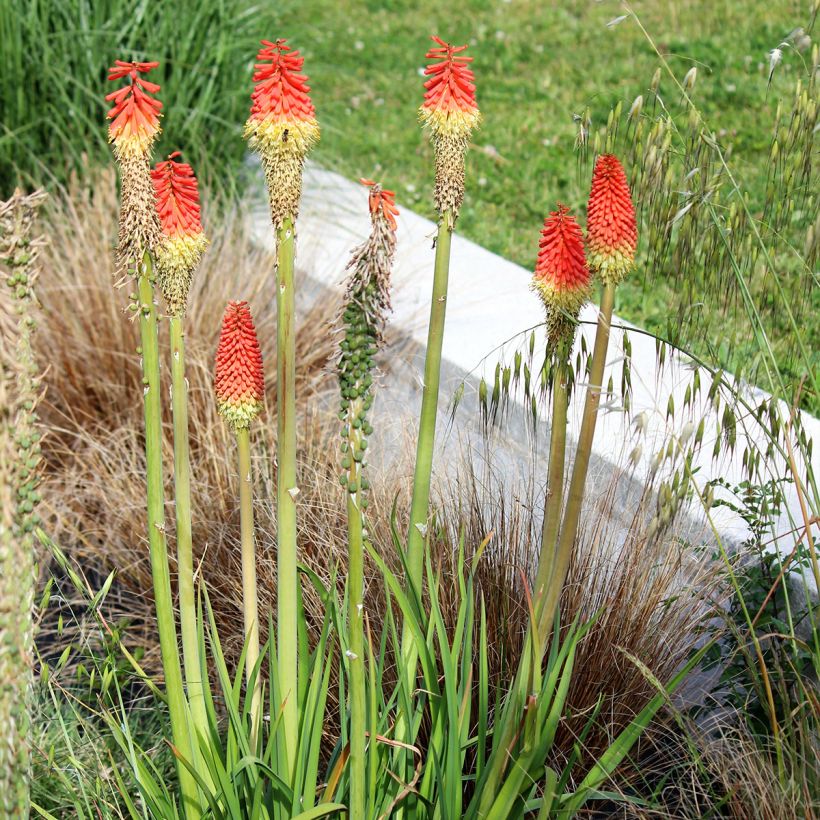 Fackellilie Traffic Lights - Kniphofia (Hafen)