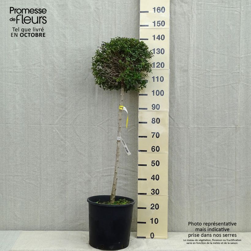 Exemplar von Delavays Liguster - Ligustrum delavayanum Topf mit 12L/15L wie im Herbst geliefert