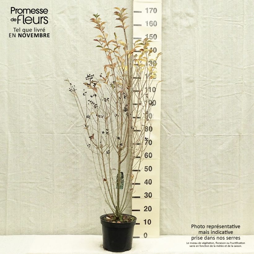 Exemplar von Ovalblättriger Liguster - Ligustrum ovalifolium Topf mit 7,5L/10L wie im Herbst geliefert