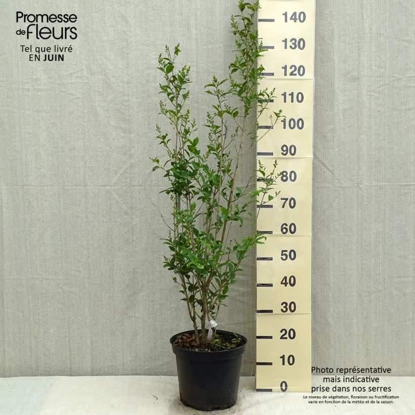 Exemplar von Ovalblättriger Liguster - Ligustrum ovalifolium Topf mit 7,5L/10L wie im Frühjahr geliefert
