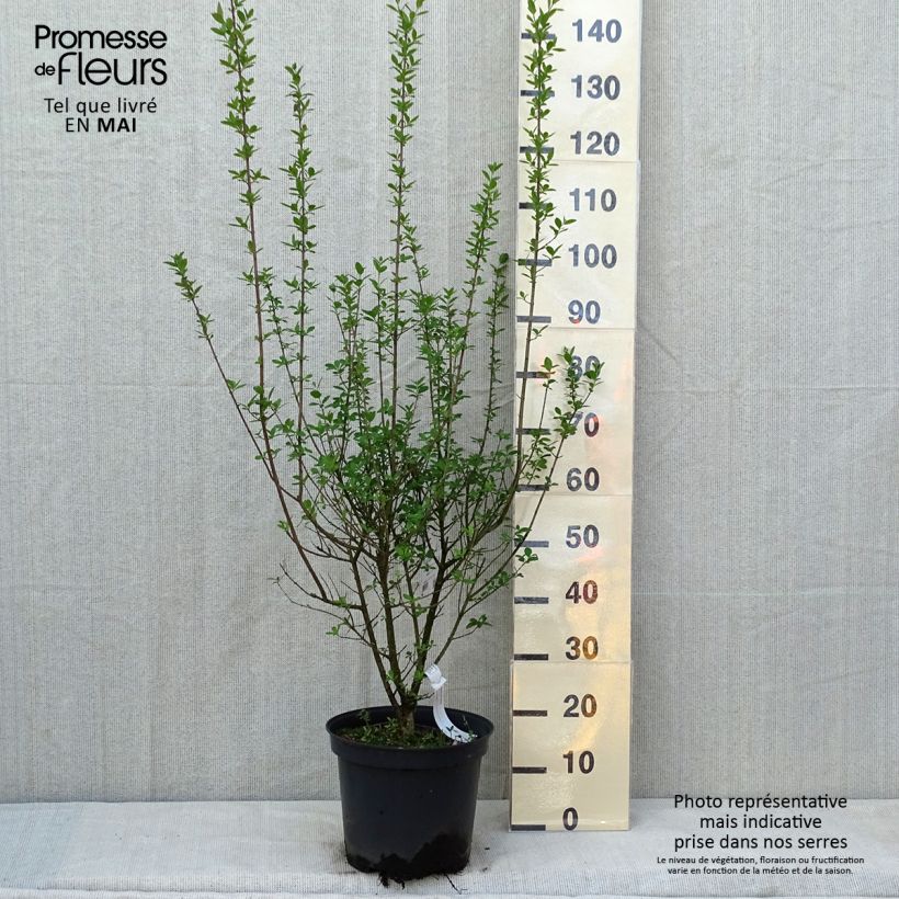 Exemplar von Schwarzgrüner Liguster Atrovirens - Ligustrum vulgare Topf mit 7,5L/10L wie im Frühjahr geliefert