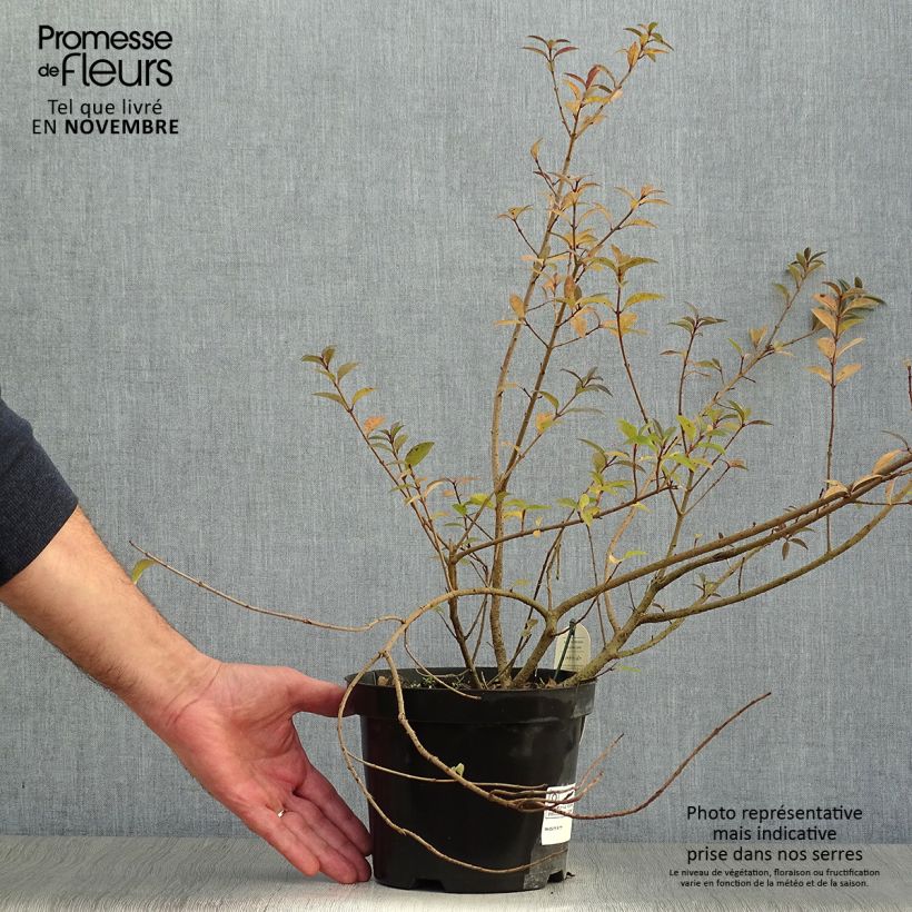 Exemplar von Schwarzgrüner Liguster Atrovirens - Ligustrum vulgare Topf mit 2L/3L wie im Herbst geliefert