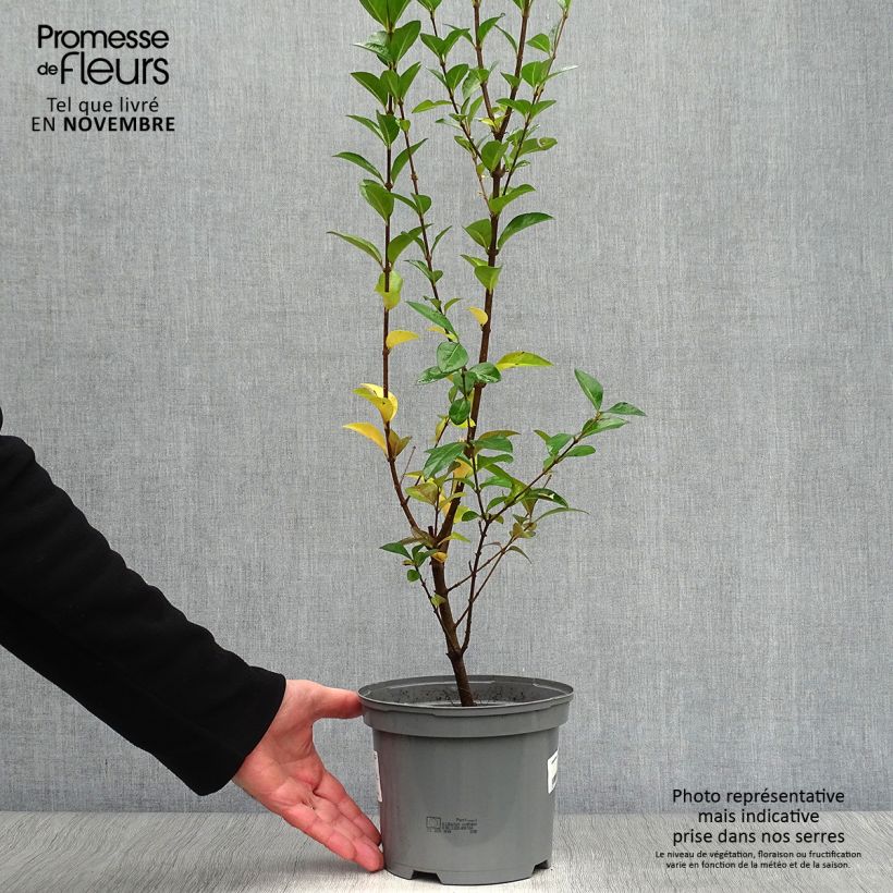 Exemplar von Ovalblättriger Liguster Lemon Lime - Ligustrum ovalifolium Topf mit 2L/3L wie im Herbst geliefert