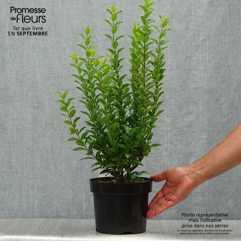 Exemplar von Ovalblättriger Liguster Green Diamond - Ligustrum ovalifolium Topf mit 2L/3L wie im Herbst geliefert
