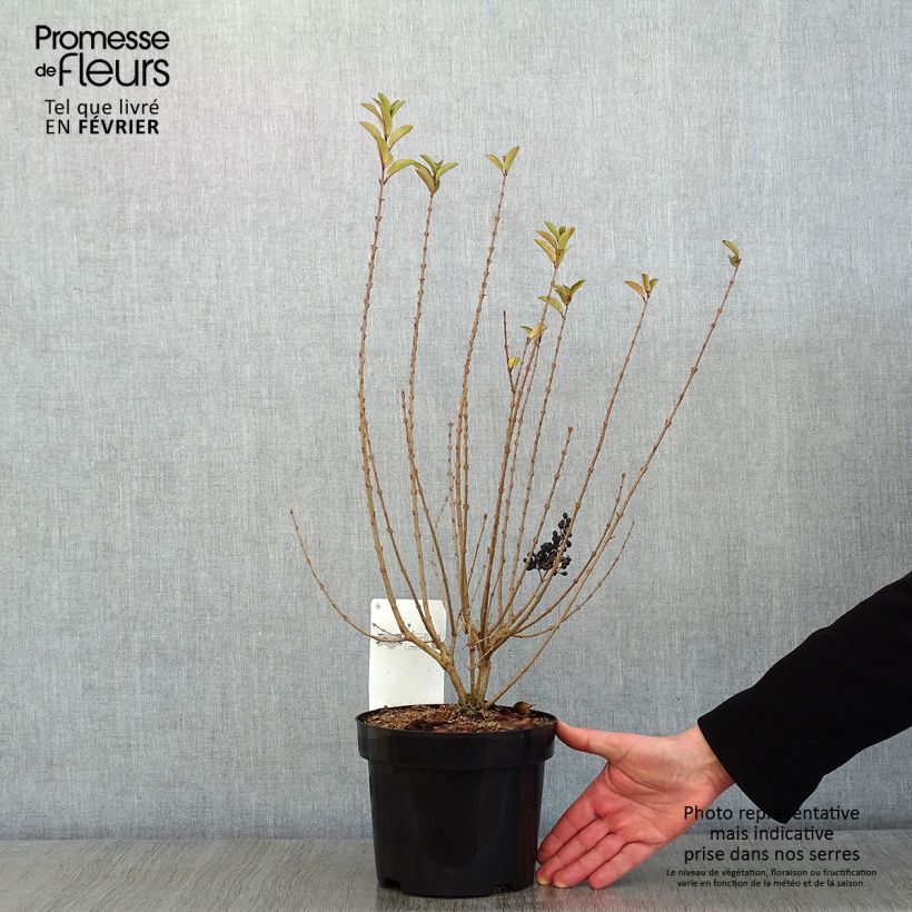 Exemplar von Ovalblättriger Liguster Green Diamond - Ligustrum ovalifolium Topf mit 2L/3L wie im Winter geliefert