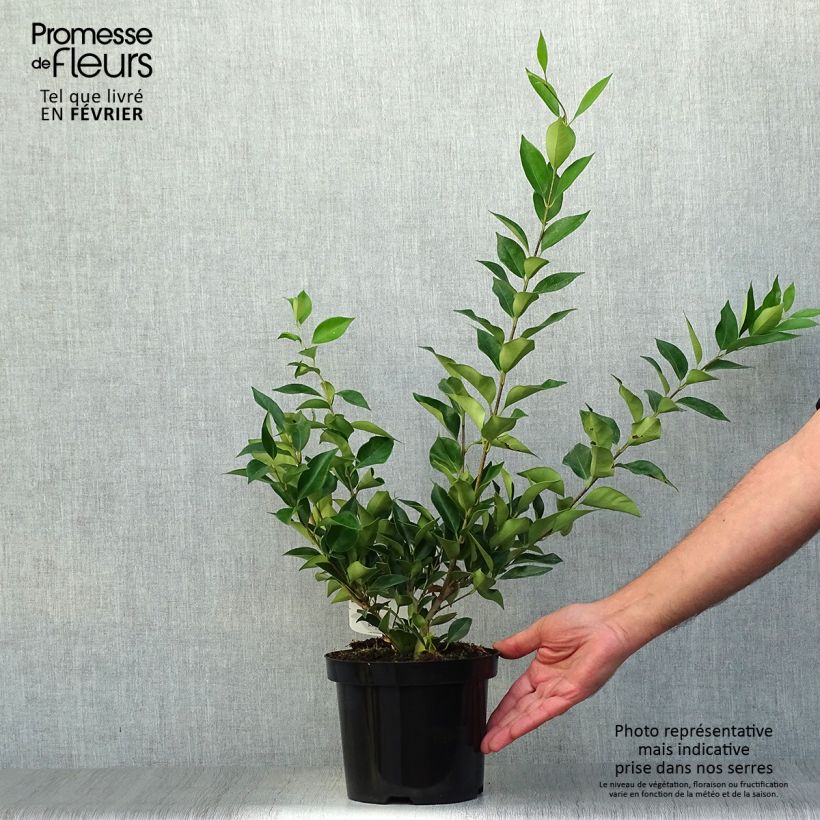 Exemplar von Glanz-Liguster - Ligustrum lucidum Topf mit 2L/3L wie im Herbst geliefert