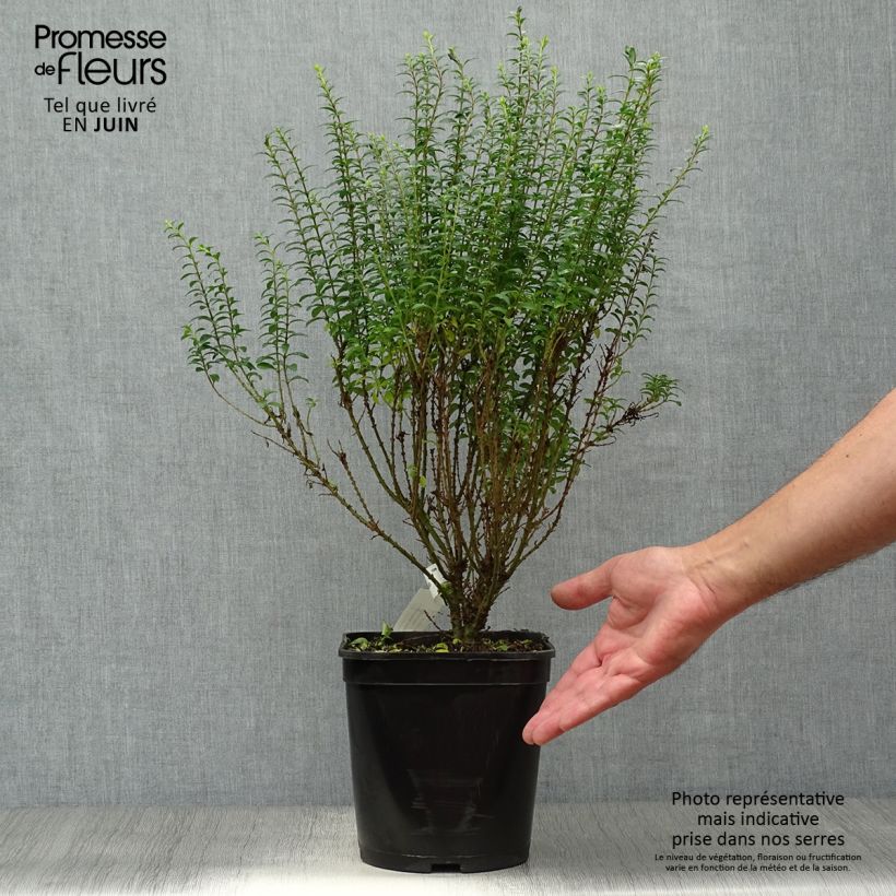 Exemplar von Chinesischer Liguster Eugene Clive - Ligustrum sinense Topf mit 4L/5L wie im Sommer geliefert