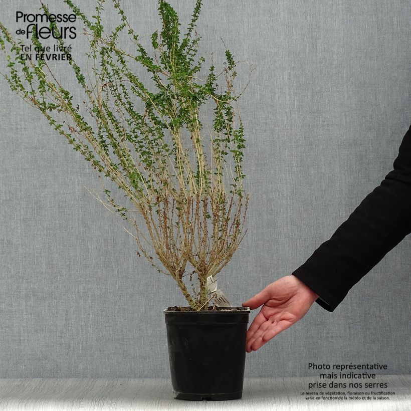 Exemplar von Chinesischer Liguster Eugene Clive - Ligustrum sinense Topf mit 4L/5L wie im Winter geliefert