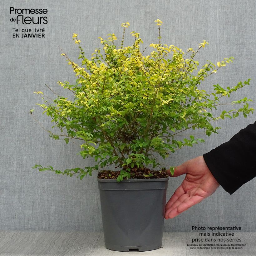 Exemplar von Chinesischer Liguster Sunshine - Ligustrum sinense Topf mit 4L/5L wie im Winter geliefert