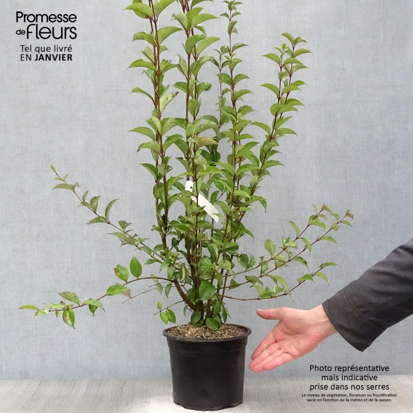 Exemplar von Japanischer Liguster - Ligustrum japonicum Topf mit 1,5L/2L wie im Winter geliefert