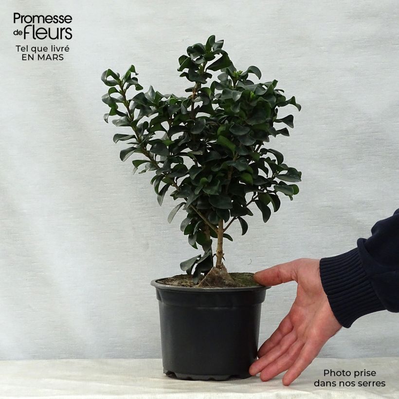 Exemplar von Japanischer Liguster Rotundifolium - Ligustrum japonicum Topf mit 2L/3L wie im Frühjahr geliefert