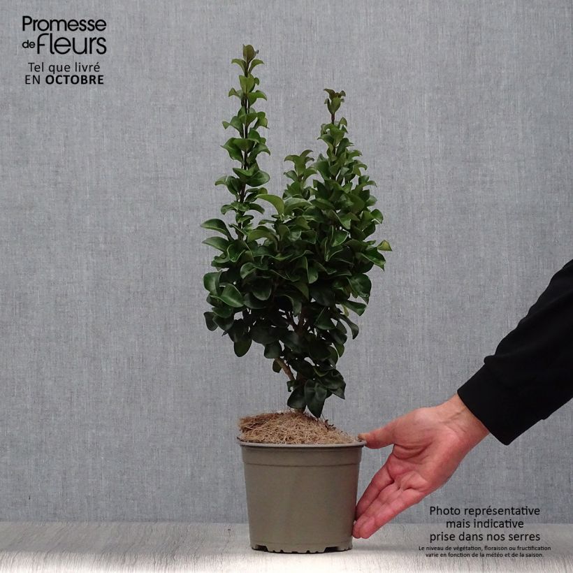Exemplar von Japanischer Liguster Rotundifolium - Ligustrum japonicum Topf mit 2L/3L wie im Herbst geliefert