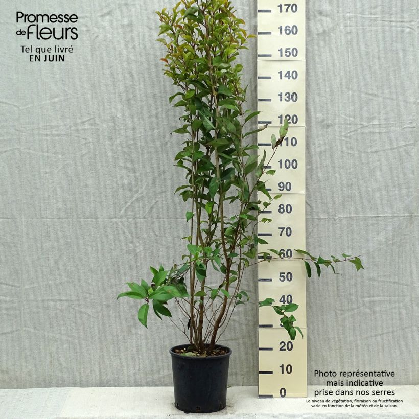 Exemplar von Japanischer Liguster - Ligustrum japonicum Topf mit 7,5L/10L wie im Frühjahr geliefert