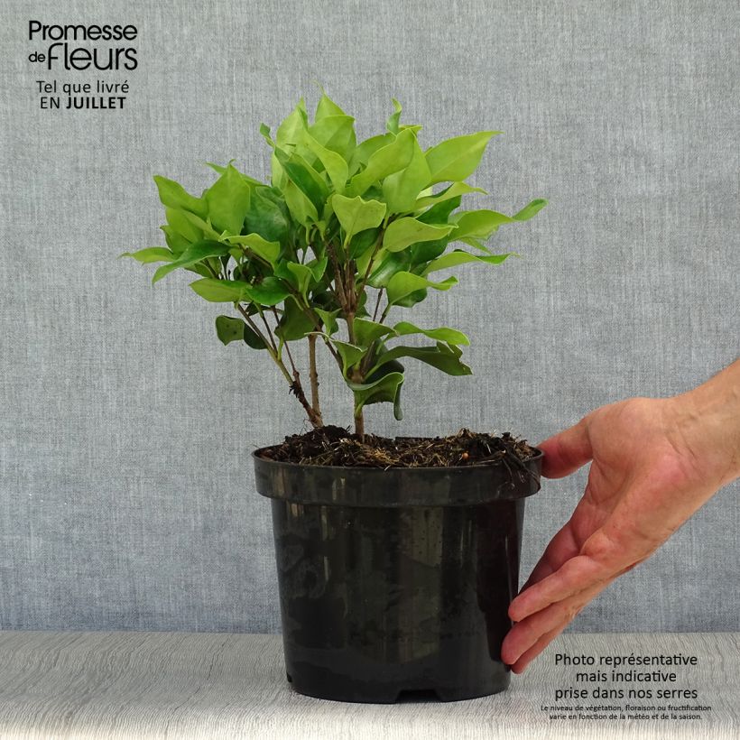 Exemplar von Japanischer Liguster Texanum - Ligustrum japonicum Topf mit 2L/3L wie im Sommer geliefert