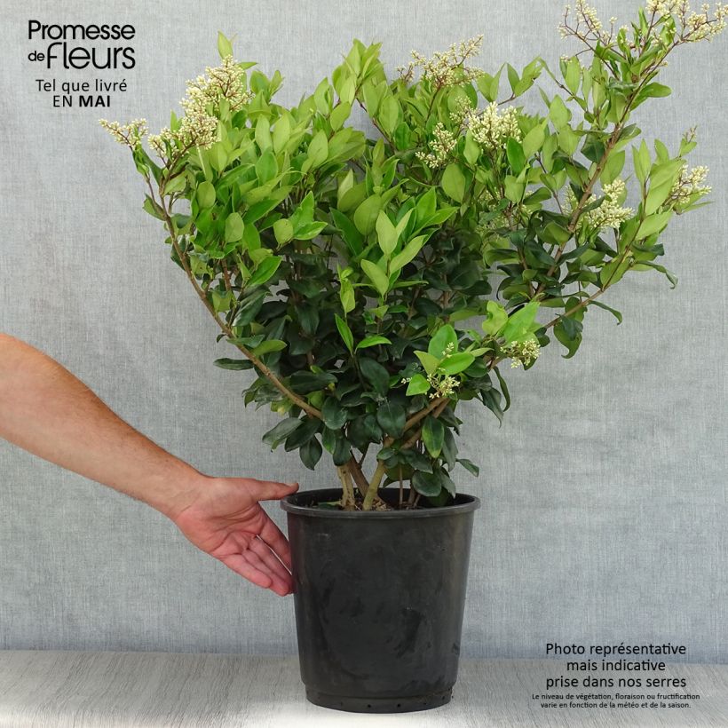 Exemplar von Japanischer Liguster Texanum - Ligustrum japonicum Topf mit 7,5L/10L wie im Frühjahr geliefert