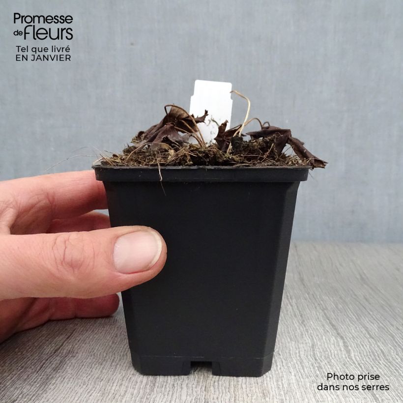 Exemplar von Chinesische Trollblume Golden Queen - Trollius chinensis Kleine Töpfe von 8/9 cm wie im Winter geliefert