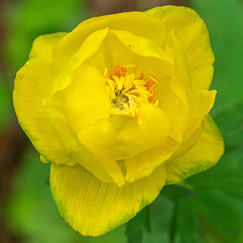 Europäische Trollblume Lemon Supreme - Trollius europaeus (Blüte)