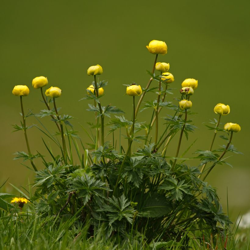 Europäische Trollblume Lemon Supreme - Trollius europaeus (Hafen)
