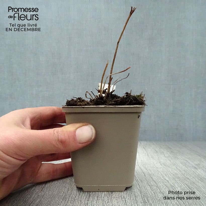 Exemplar von Asiatischer Trollblume - Trollius asiaticus Kleine Töpfe von 8/9 cm wie im Winter geliefert