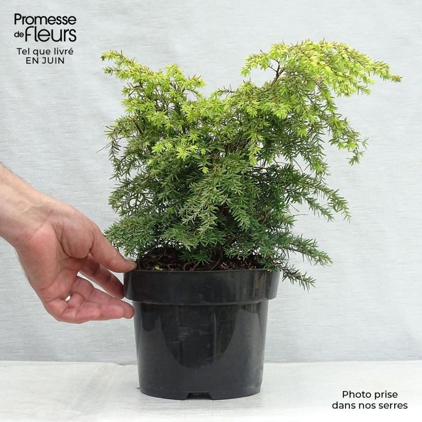 Exemplar von Tsuga canadensis Jeddeloh - Hemlockstanne Topf mit 2L/3L wie im Sommer geliefert