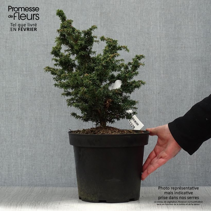 Exemplar von Iris Chateau d Auvers Sur Oise - Schwertlilie Kleine Töpfe von 8/9 cm wie im Winter geliefert