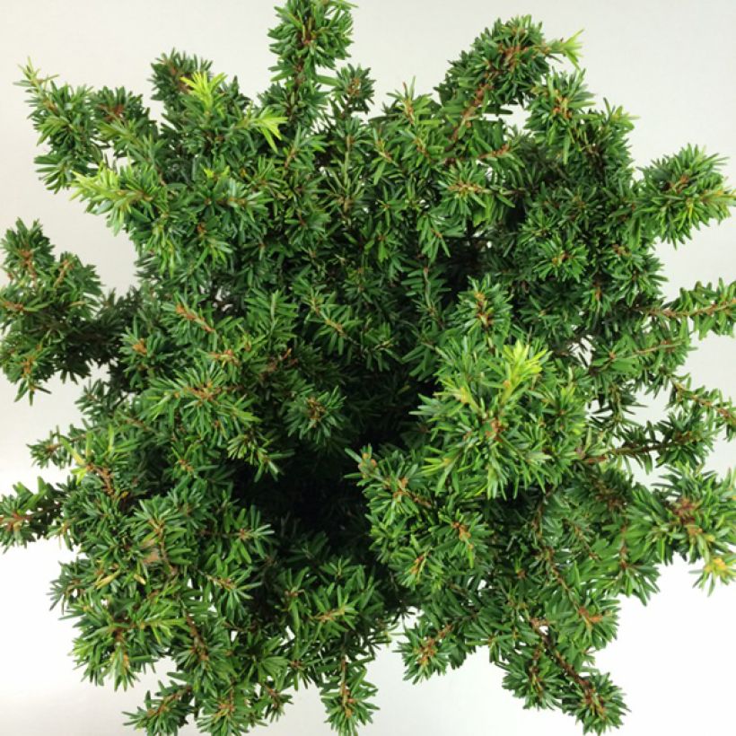 Tsuga canadensis Jervis - Hemlockstanne (Laub)