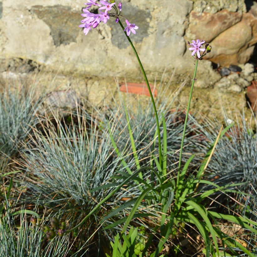 Tulbaghia Dark Star (Hafen)