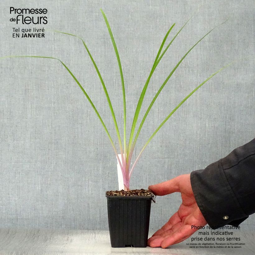 Exemplar von Tulbaghia violacea Flamingo Kleine Töpfe von 8/9 cm wie im Winter geliefert