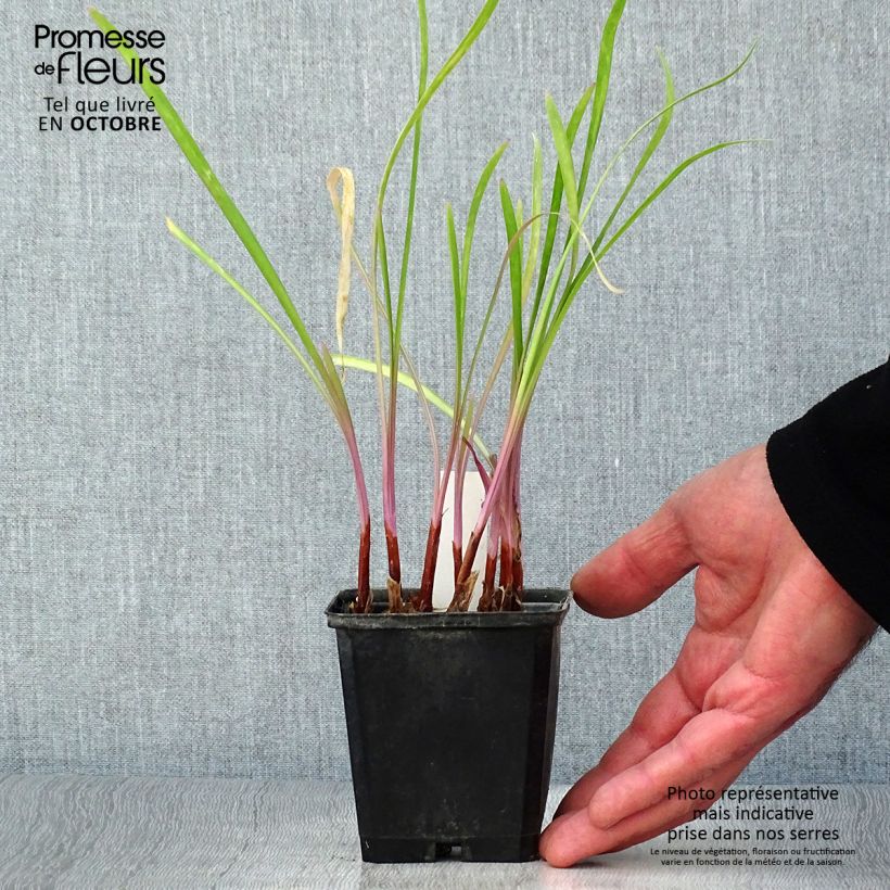 Exemplar von Tulbaghia violacea Flamingo Kleine Töpfe von 8/9 cm wie im Herbst geliefert