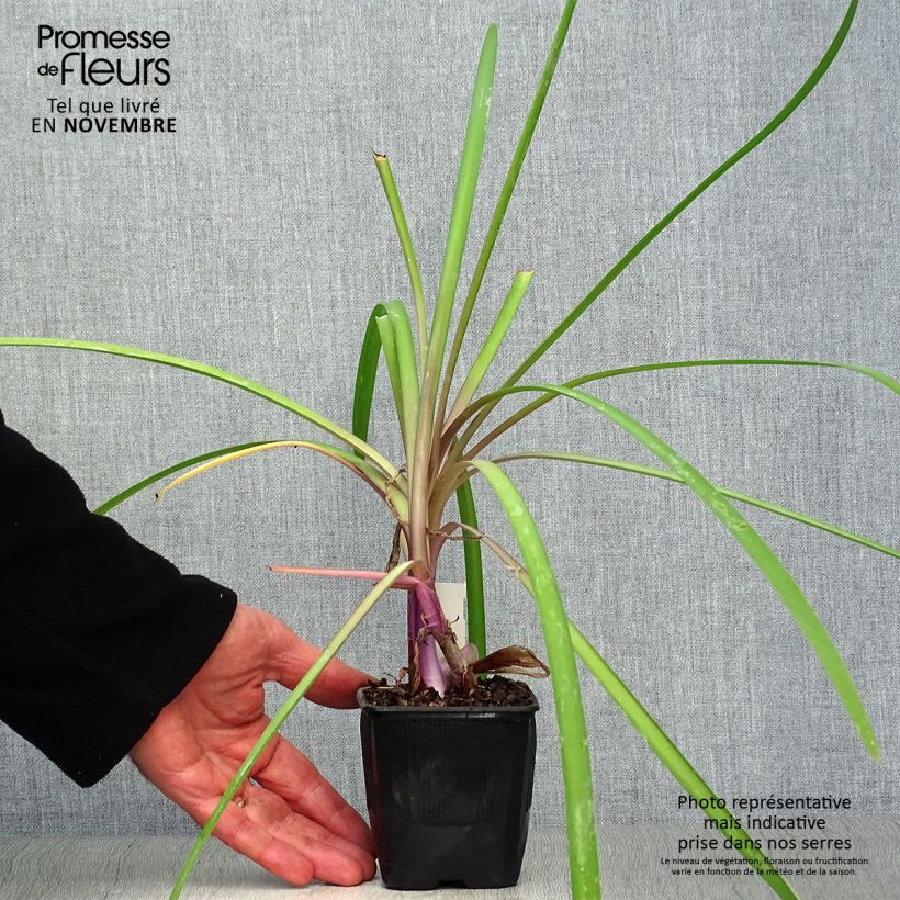 Exemplar von Tulbaghia violacea var. maritima simmleri Himba Kleine Töpfe von 7/8 cm wie im Herbst geliefert