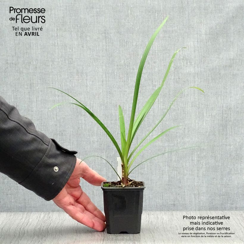 Exemplar von Tulbaghia violacea var. maritima simmleri Himba Kleine Töpfe von 7/8 cm wie im Frühjahr geliefert