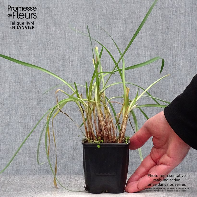 Exemplar von Tulbaghia cominsii Violacea Kleine Töpfe von 8/9 cm wie im Winter geliefert