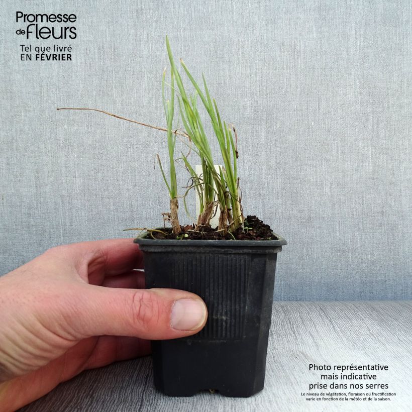 Exemplar von Tulbaghia violacea Ashanti Kleine Töpfe von 8/9 cm wie im Winter geliefert