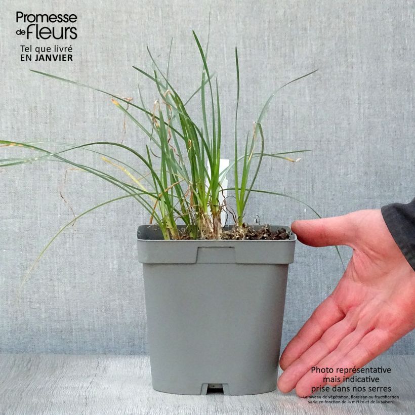 Exemplar von Tulbaghia violacea Ashanti Topf mit 2L/3L wie im Winter geliefert