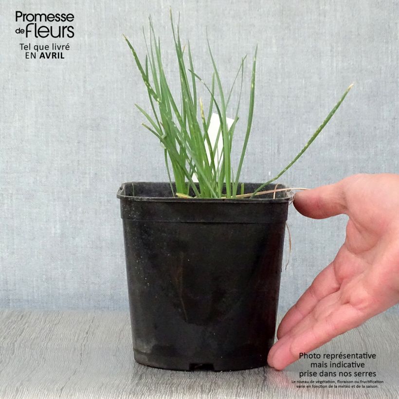 Exemplar von Tulbaghia violacea Ashanti Topf mit 2L/3L wie im Frühjahr geliefert