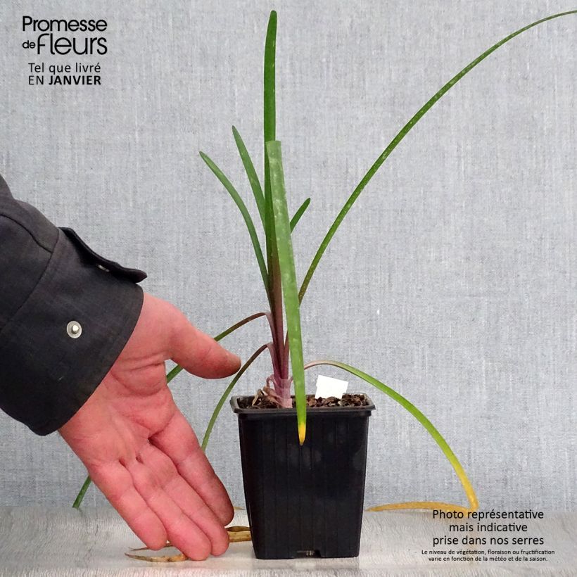 Exemplar von Tulbaghia violacea KIlimanjaro Kleine Töpfe von 8/9 cm wie im Winter geliefert