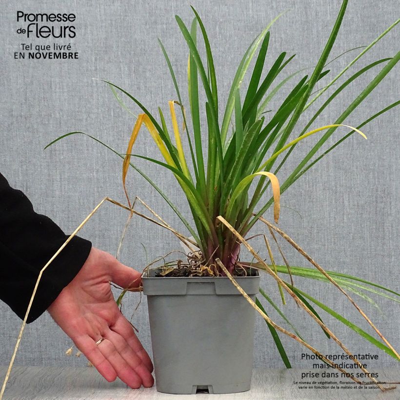 Exemplar von Tulbaghia violacea KIlimanjaro Topf mit 2L/3L wie im Herbst geliefert