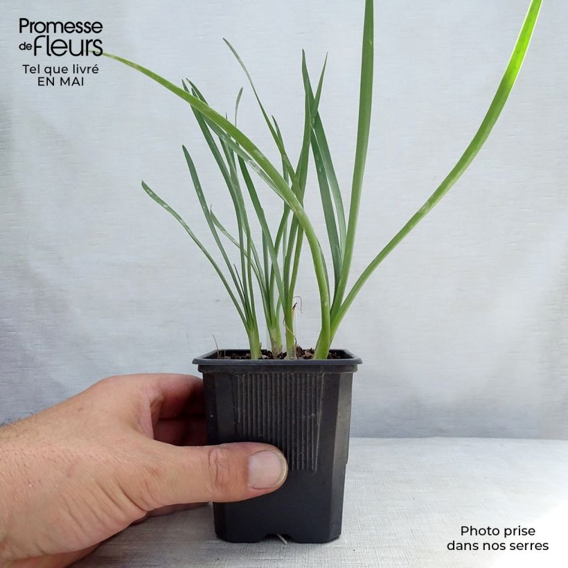 Exemplar von Tulbaghia violacea Pearl Kleine Töpfe von 8/9 cm wie im Frühjahr geliefert