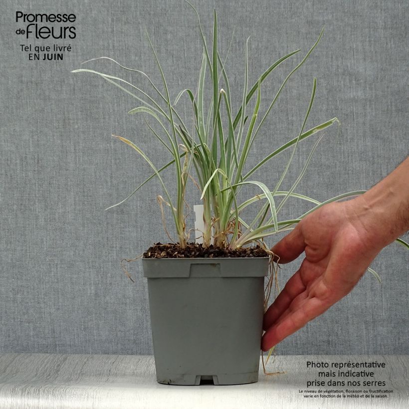 Exemplar von Tulbaghia violacea Silver Lace Topf mit 2L/3L Kaliber/Größe I wie im Sommer geliefert