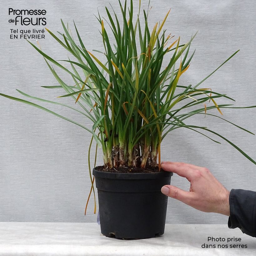 Exemplar von Tulbaghia violacea Topf mit 2L/3L wie im Winter geliefert