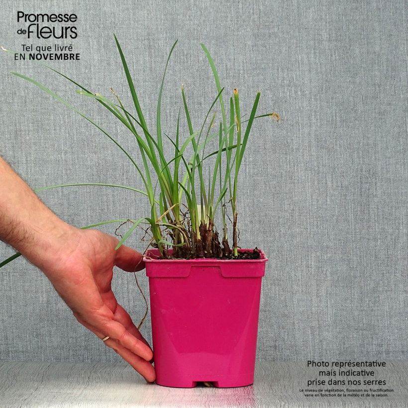 Exemplar von Tulbaghia violacea Topf mit 2L/3L wie im Herbst geliefert