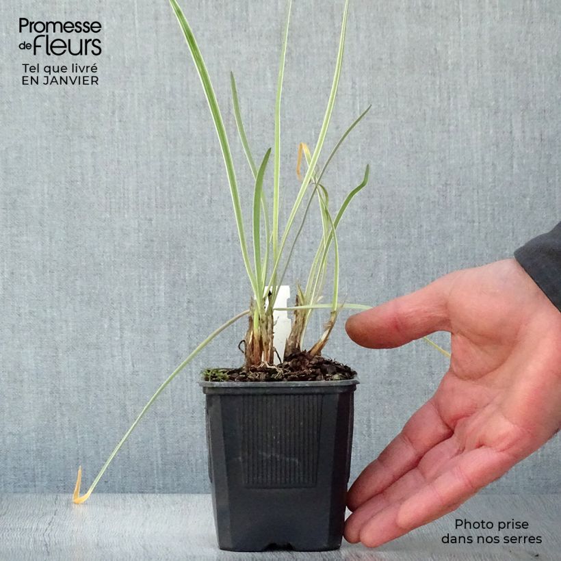 Exemplar von Tulbaghia violacea Silver Lace Kleine Töpfe von 8/9 cm wie im Winter geliefert