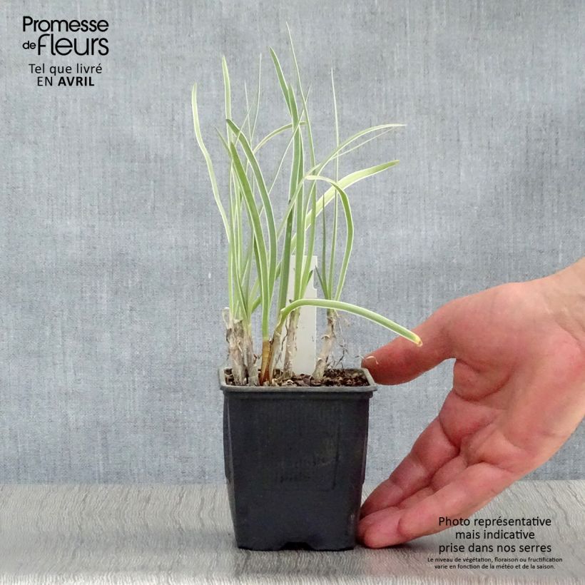 Exemplar von Tulbaghia violacea Silver Lace Kleine Töpfe von 8/9 cm wie im Frühjahr geliefert