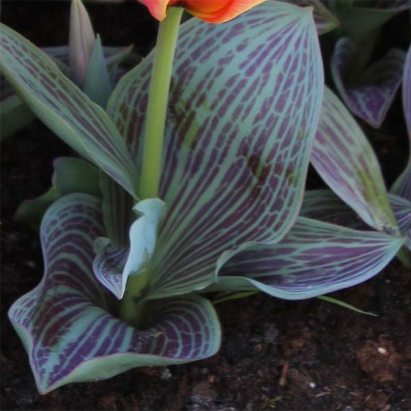 Tulipa greigii Corsage (Laub)