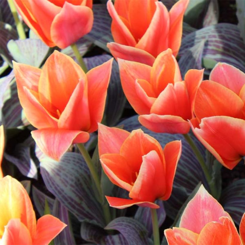 Tulipa greigii Corsage (Blüte)