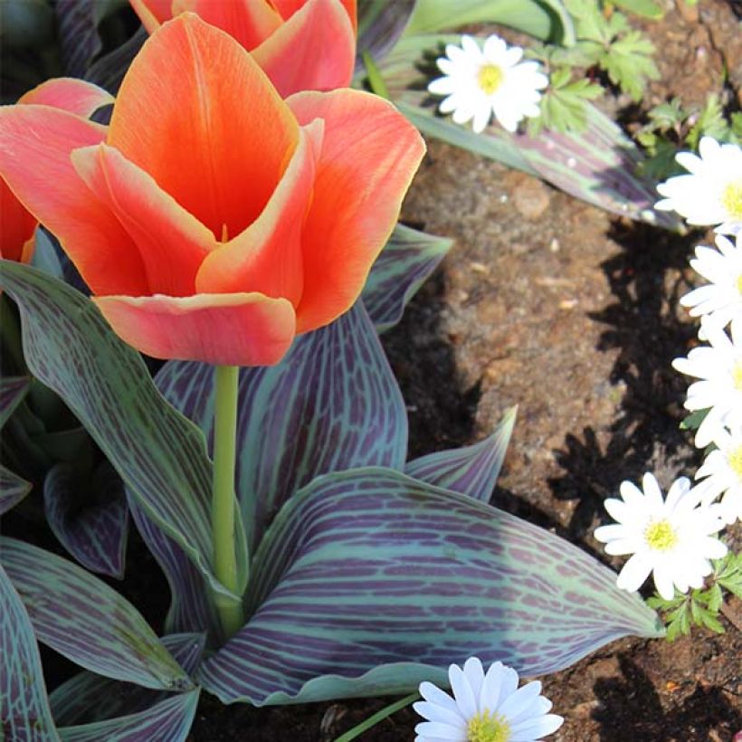 Tulipa greigii Corsage (Hafen)