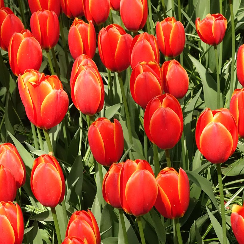 Darwin-Hybrid-Tulpe World's Favourite (Hafen)