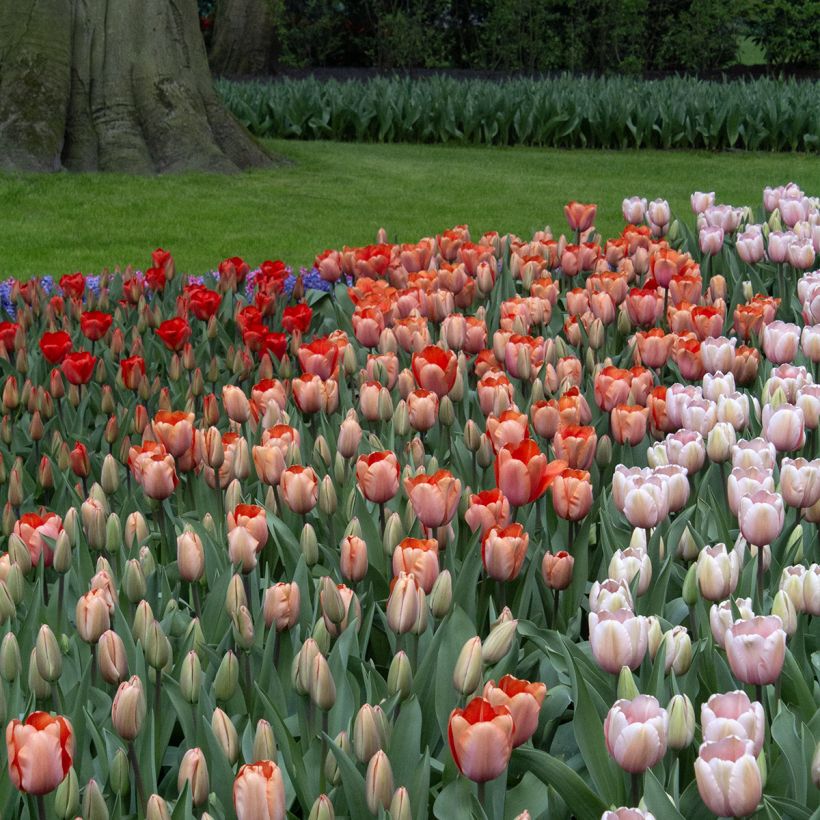 Darwin-Hybrid-Tulpe Apricot Impression (Hafen)